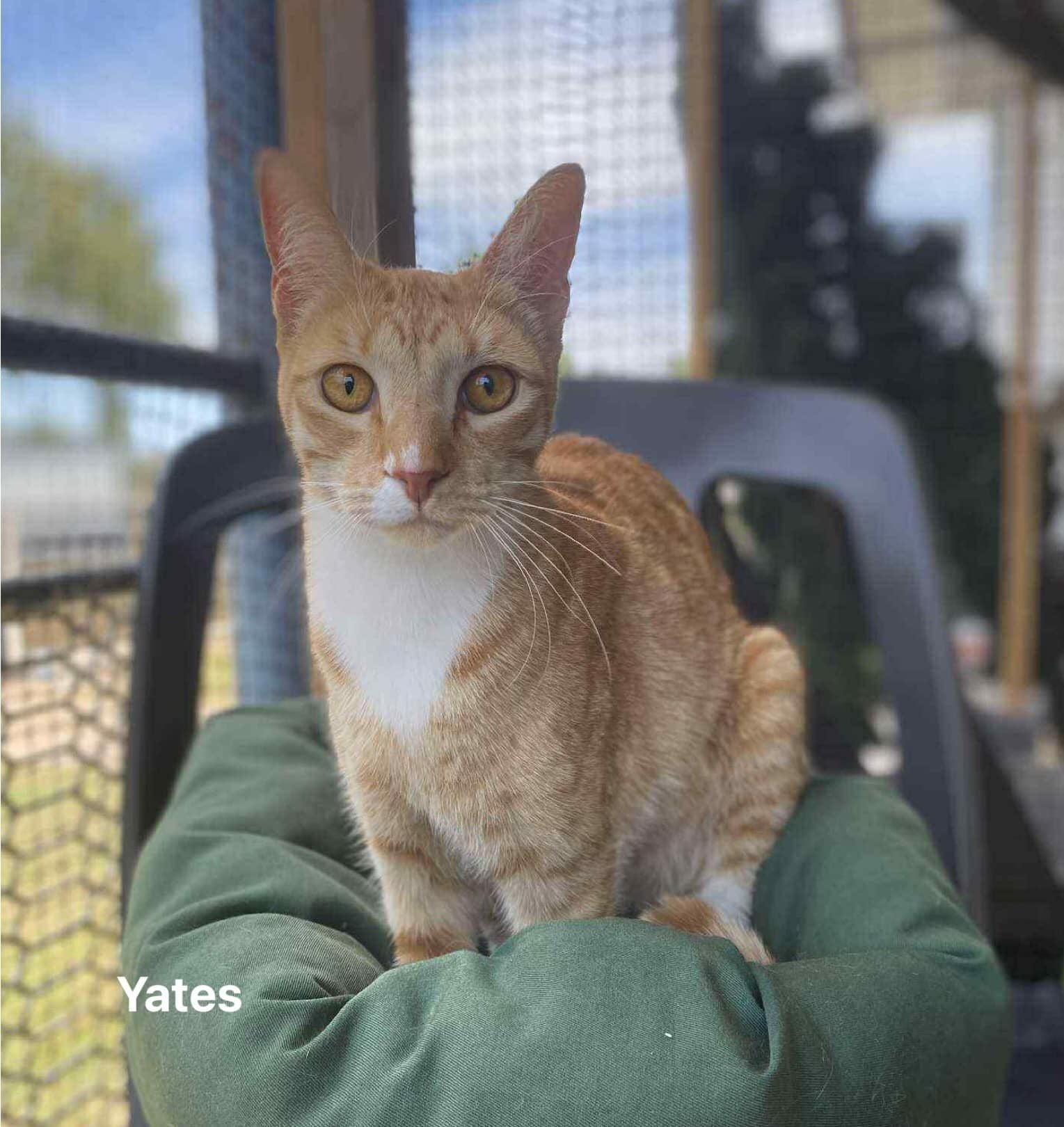 Yates Yates